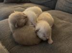 June Litter Twenty Twenty Six - Ragdoll Kitten For Sale - 