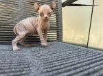 Summer babies - Sphynx Kitten For Sale - 