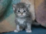 KAI IZ TVERSKOGO KNYAZHESTVA - Siberian Kitten For Sale - NY&comma; US