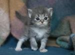 KAI IZ TVERSKOGO KNYAZHESTVA - Siberian Kitten For Sale - NY&comma; US