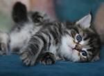 JOY IZ TVERSKOGO KNYAZHESTVA - Siberian Kitten For Sale - NY&comma; US