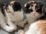 Mellow - Scottish Fold Kitten For Sale - 