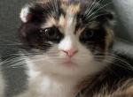Mellow - Scottish Fold Kitten For Sale - 