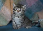 JOJO IZ TVERSKOGO KNYAZHESTVA - Siberian Kitten For Sale - NY&comma; US
