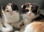 Marsha - Scottish Fold Kitten For Sale - AND&comma; SC&comma; US