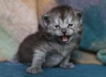 LOTOS IZ TVERSKOGO KNYAZHESTVA - Siberian Kitten For Sale - NY&comma; US
