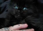 Void Maine Coon Dollface Persian Hybrid - Maine Coon Kitten For Sale - Mount Penn&comma; PA&comma; US