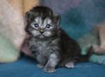 LANDYSH IZ TVERSKOGO KNYAZHESTVA - Siberian Kitten For Sale - NY&comma; US
