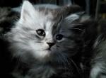 Venus Maine Coon Dollface Persian Hybrid - Maine Coon Kitten For Sale - Mount Penn&comma; PA&comma; US