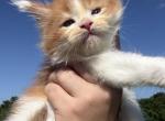 Garfield - Maine Coon Kitten For Sale - Locust Grove&comma; OK&comma; US