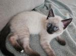 Sinja - Siamese Kitten For Sale - 