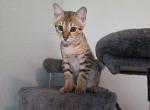 Leo - Savannah Kitten For Sale - Springdale&comma; AR&comma; US