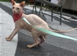 Adult male - Sphynx Cat For Sale - 