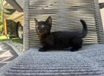Minskin - Minskin Kitten For Sale - Martinez&comma; GA&comma; US