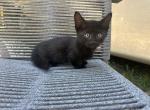 Minskin - Minskin Kitten For Sale - 