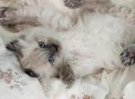 Ragdoll Female - Ragdoll Kitten For Sale - 