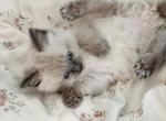 Ragdoll Female - Ragdoll Kitten For Sale - Willington&comma; CT&comma; US