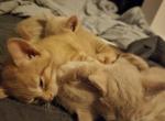 Ali - Domestic Kitten For Sale - Phila&comma; PA&comma; US