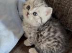 Roxy - Scottish Fold Kitten For Sale - CA&comma; US