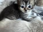 Calico Munchkin Cali - Munchkin Kitten For Sale - Denver&comma; CO&comma; US