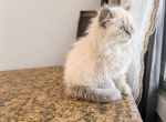 Willow - Persian Kitten For Sale - Muscle Shoals&comma; AL&comma; US