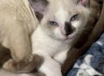 Snows Siamese Snowshoe - Siamese Kitten For Sale - Moneta&comma; VA&comma; US