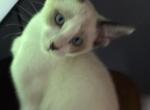 Eva's Siamese Snowshoe - Siamese Kitten For Sale - Moneta&comma; VA&comma; US
