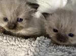 Ragdoll kittens - Ragdoll Kitten For Sale - 