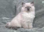 Mochi's Twin - Ragdoll Kitten For Adoption - 
