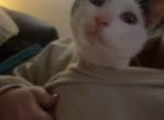 Charlie - Javanese Kitten For Sale - Deer Park&comma; TX&comma; US