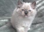 Storm - Ragdoll Kitten For Sale - 