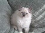 Storm - Ragdoll Kitten For Sale - New River&comma; AZ&comma; US