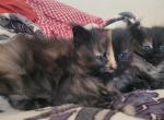 Devon - Ragamuffin Kitten For Sale - Claremont&comma; CA&comma; US