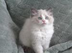 Mister - Ragdoll Kitten For Sale - 