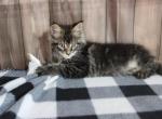 Atlas - Maine Coon Kitten For Sale - IN&comma; US