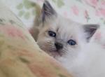 Miya - Balinese Kitten For Sale - Claremont&comma; CA&comma; US