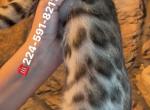 Bengal Kitten Gorgeous female - Bengal Kitten For Sale - Hoffman Est&comma; IL&comma; US