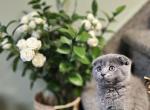 Nico - Scottish Fold Kitten For Sale - New York&comma; NY&comma; US