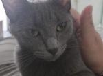 Honey - Domestic Kitten For Adoption - Palmdale&comma; CA&comma; US