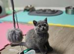 Zuzu - Scottish Straight Kitten For Sale - 