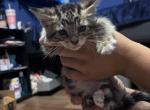 No name - Domestic Kitten For Adoption - Fort Worth&comma; TX&comma; US