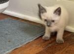 Blue point Siamese Boy - Siamese Kitten For Sale - Roanoke&comma; VA&comma; US
