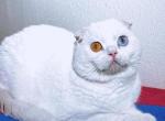 Shiro Shiro - Scottish Fold Cat For Sale/Retired Breeding - 