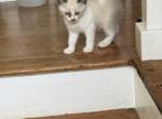 Siamese Ragdoll girl - Siamese Kitten For Sale - Roanoke&comma; VA&comma; US