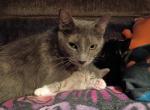 Stretch - Domestic Cat For Adoption - Chicago&comma; IL&comma; US
