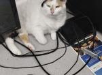 Mika - Domestic Cat For Sale - Chicago&comma; IL&comma; US