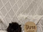 Aurora - Persian Kitten For Sale - 