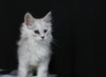 Grace - Maine Coon Kitten For Sale - IN&comma; US