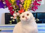 Casper - Scottish Fold Cat For Adoption - Scottsdale&comma; AZ&comma; US