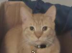 Gunther - American Shorthair Cat For Adoption - Enterprise&comma; AL&comma; US